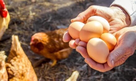 How to Raise Chickens for Reliable Egg Production