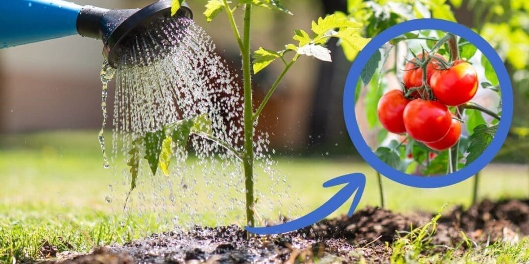 The Natural Garden Booster Hidden in Most American Kitchens
