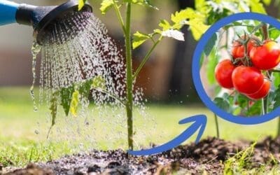 The Natural Garden Booster Hidden in Most American Kitchens