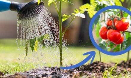 The Natural Garden Booster Hidden in Most American Kitchens