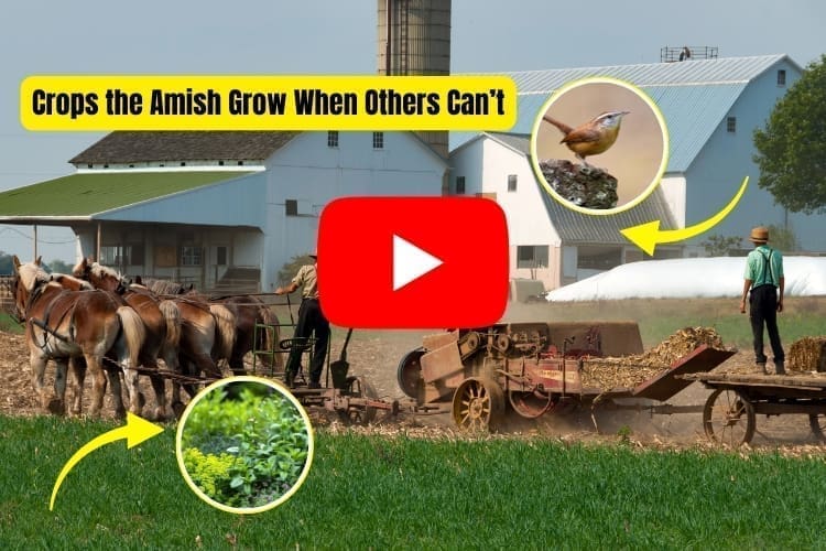 amish gardening