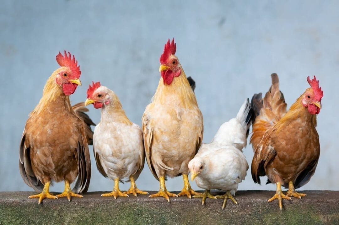 10 Things I Wish I Knew About My Chickens Before Spring