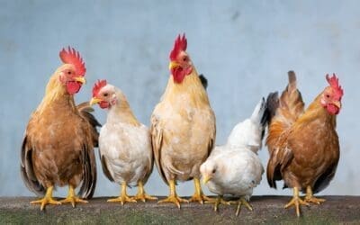 10 Things I Wish I Knew About My Chickens Before Spring