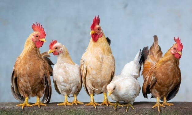 10 Things I Wish I Knew About My Chickens Before Spring
