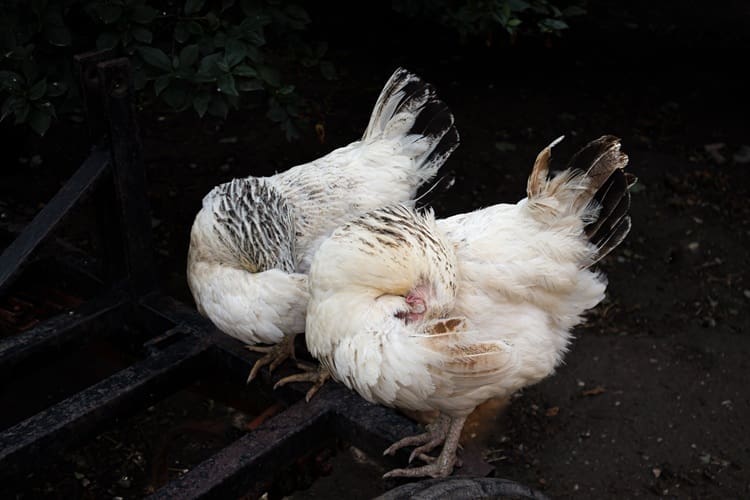 chickens