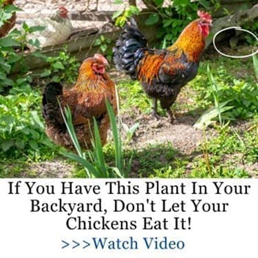 dont let your chicken eat this plant