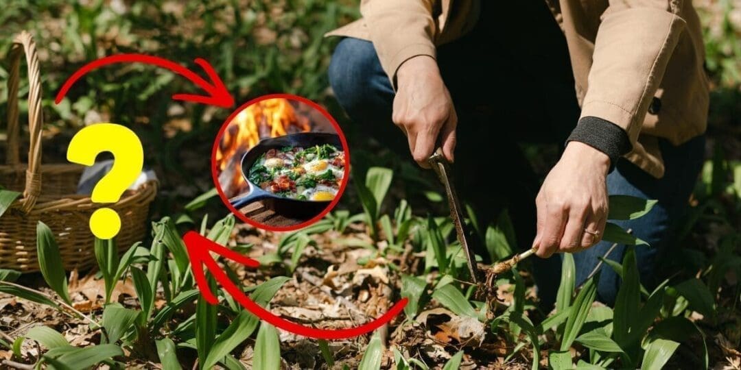9 Foods You Can Forage For Free Near Your House