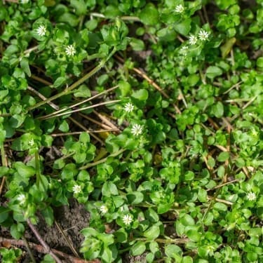 foods you can forage