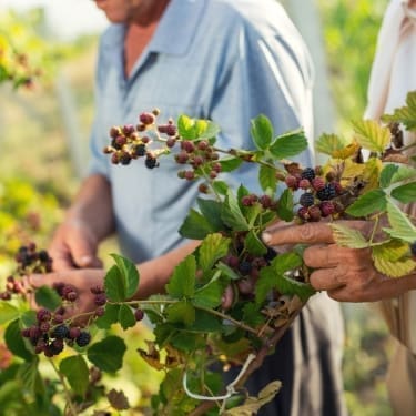 foods you can forage