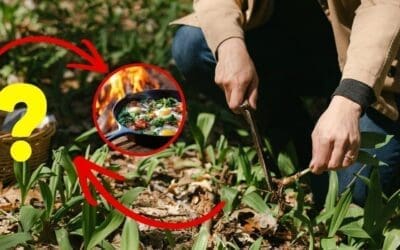 9 Foods You Can Forage For Free Near Your House