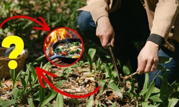 9 Foods You Can Forage For Free Near Your House