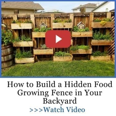 How to Build a Hidden Food Growing Fence in Your Backyard