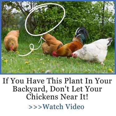 if you have this plant in your backyard dont let chickens near it