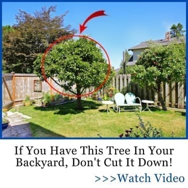 if you have this tree in your backyard dont cut it down