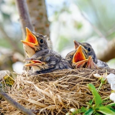 plants that attract birds to your garden