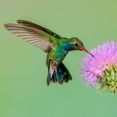 plants that attract birds to your garden