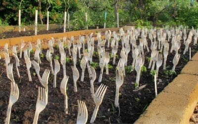 Why You Should Put Plastic Forks In Your Vegetable Garden