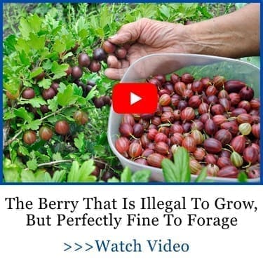 the berry that is illegal to grow, but perfectly fine to forage