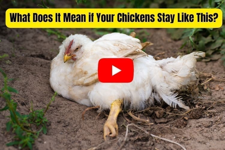 what does it mean if your chikens stay like this