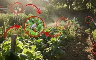 20 Plants That Attract Birds to Your Garden