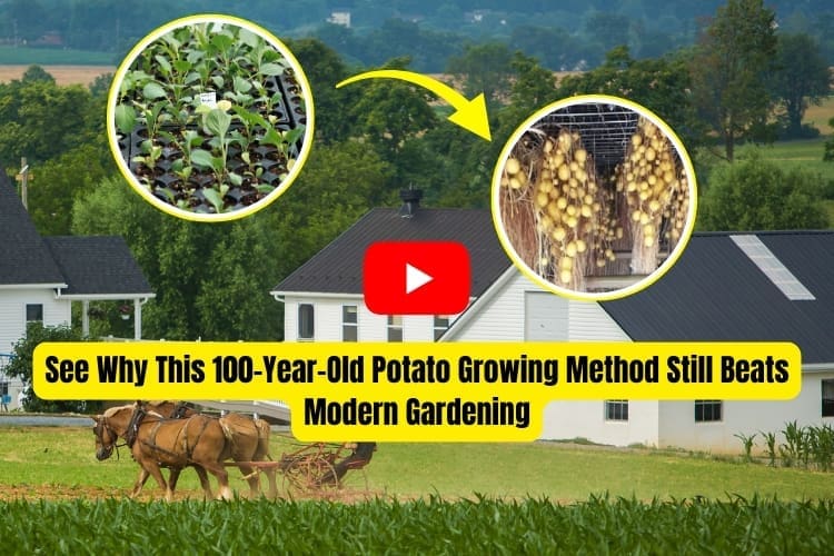 AWB potatoes thin air video