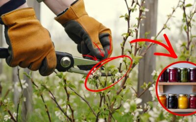 Easy Pruning Techniques for Flowering Shrubs
