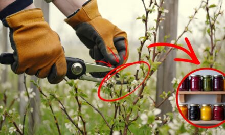 Easy Pruning Techniques for Flowering Shrubs