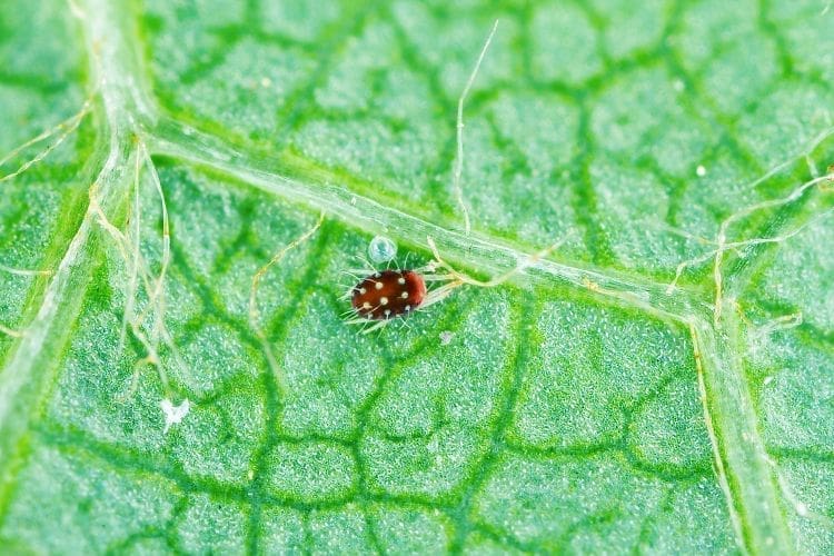 European Red Mite