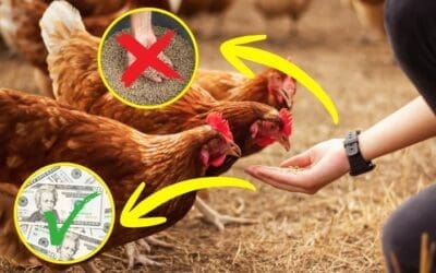 How $20 Can Feed Your Chickens All Spring