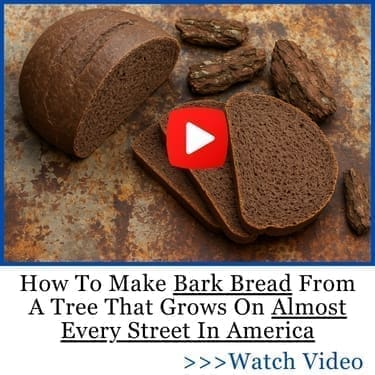 How To Make Bark Bread From A Tree That Grows On Almost Every Street In America