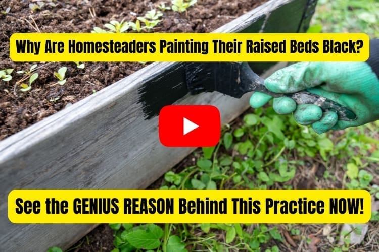 NGP raised beds