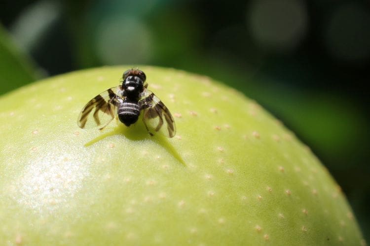 Rhagoletis pomonella