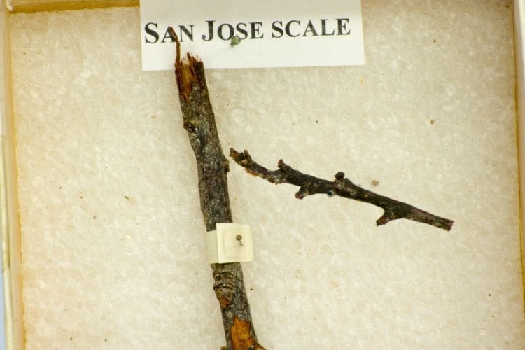 San Jose Scale
