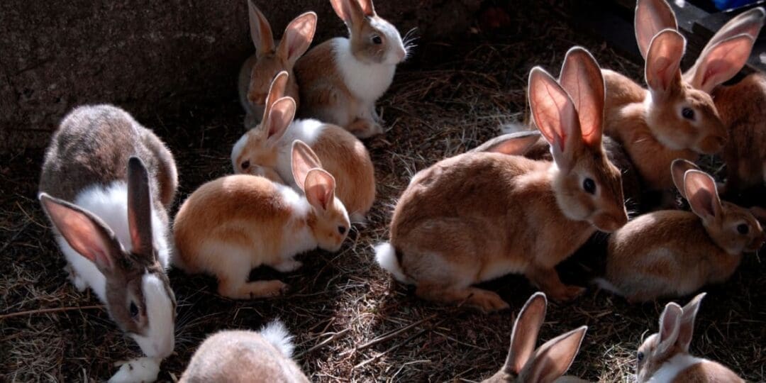 Why Raising Rabbits Is the No. 1 Investment in 2026
