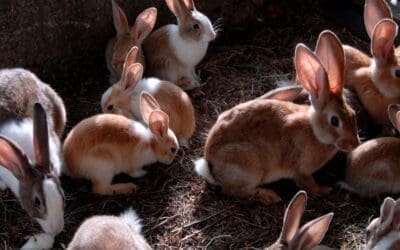 Why Raising Rabbits Is the No. 1 Investment in 2026