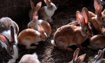 Why Raising Rabbits Is the No. 1 Investment in 2026