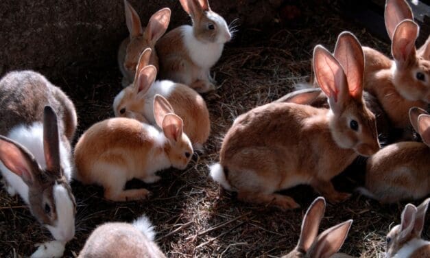 Why Raising Rabbits Is the No. 1 Investment in 2026