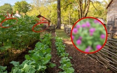 You’re Not a Real Homesteader if You Don’t Grow This…