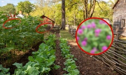 You’re Not a Real Homesteader if You Don’t Grow This…