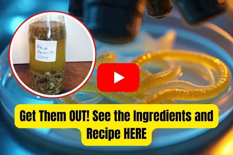 amish-parasitic-flush-recipe-AWB