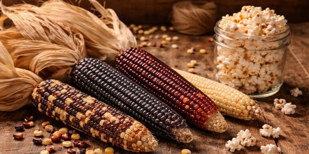 Amish Popcorn: What It Is, Why It’s Different, and How to Grow Your Own