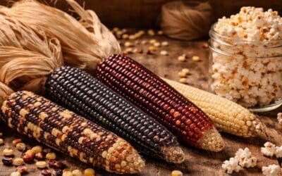 Amish Popcorn: What It Is, Why It’s Different, and How to Grow Your Own