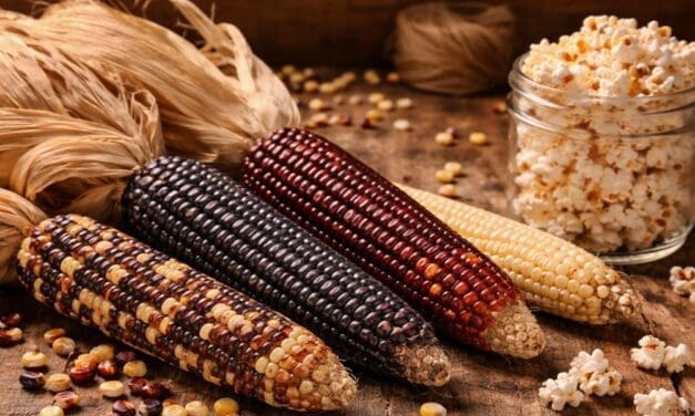 Amish Popcorn: What It Is, Why It’s Different, and How to Grow Your Own
