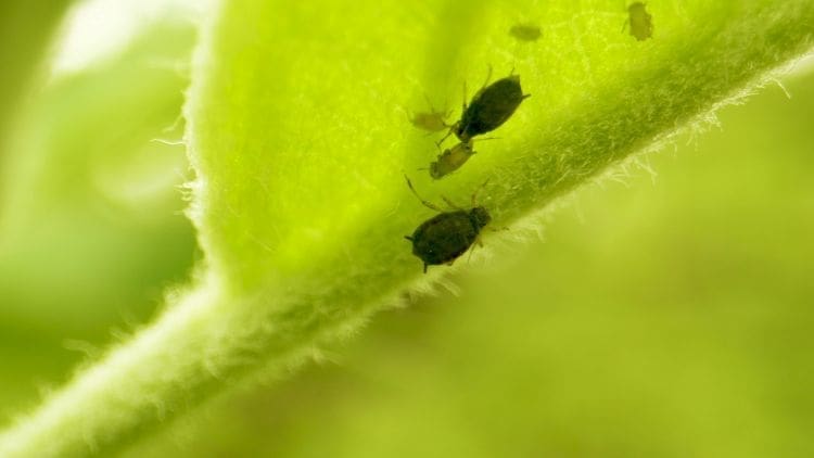 aphids