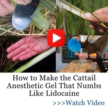 cattail anesthetic BOR2 ban