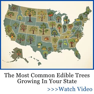 edible trees states FG ban