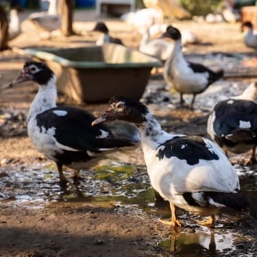 low-maintenance animals