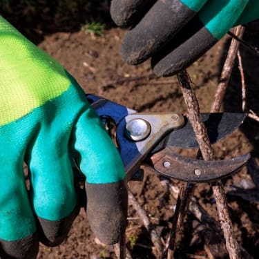pruning-flowering-shrubs-1