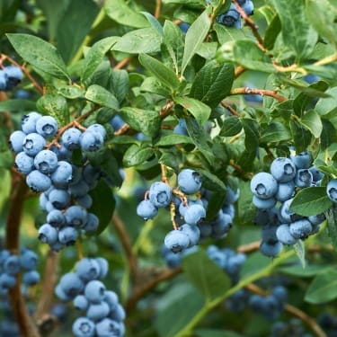 pruning-flowering-shrubs-2