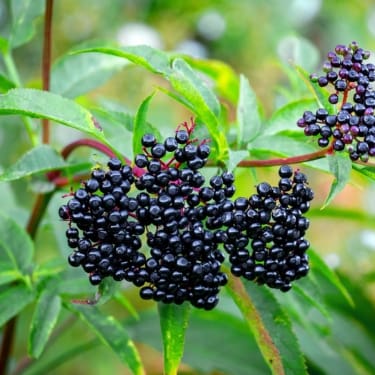 pruning-flowering-shrubs-3